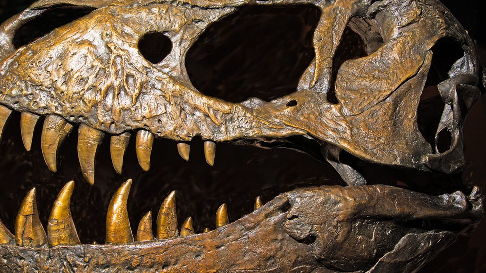 Descoberto o dinossauro mais antigo, com 245 milhões de anos