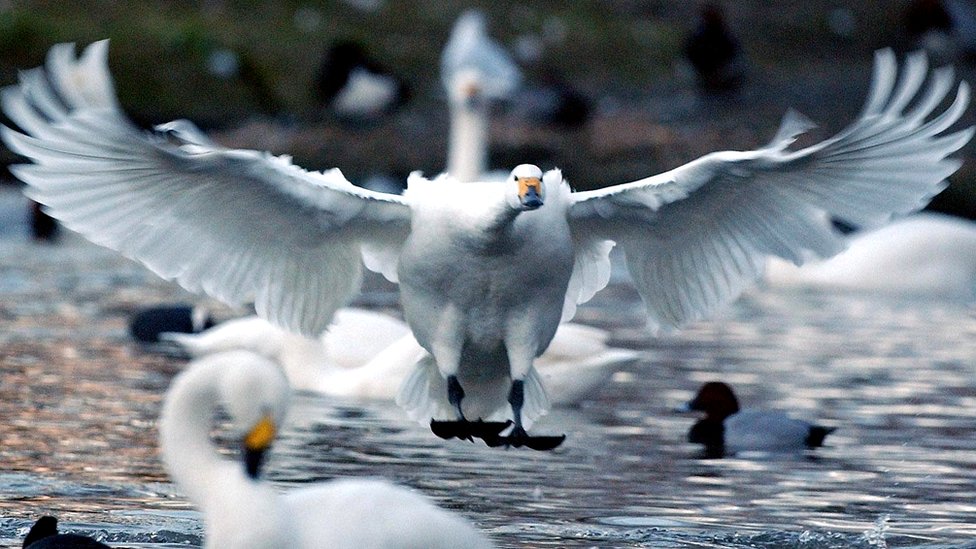 could-swans-early-arrival-mean-a-long-winter-ahead-cbbc-newsround