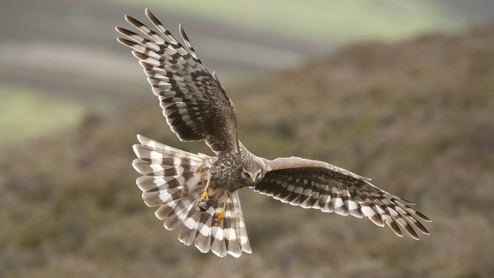 Hen harriers 'vanishing due to illegal killing' - study