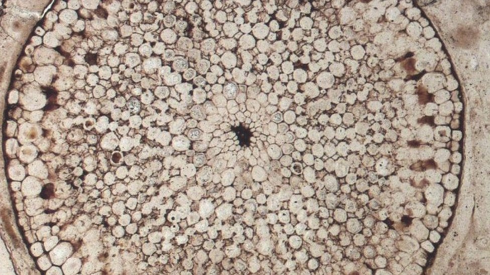 Un fósil de una planta