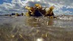 Seaweed