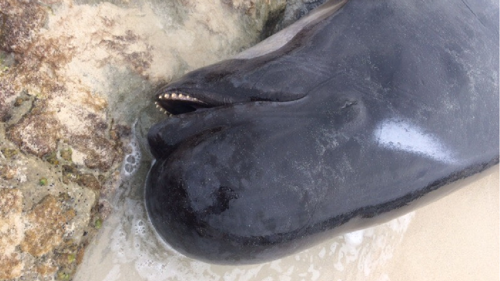 _100535060_whale4.png