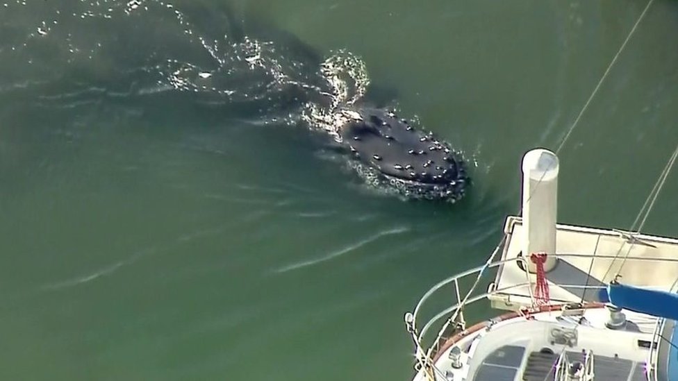 Humpback whale trapped in California harbour