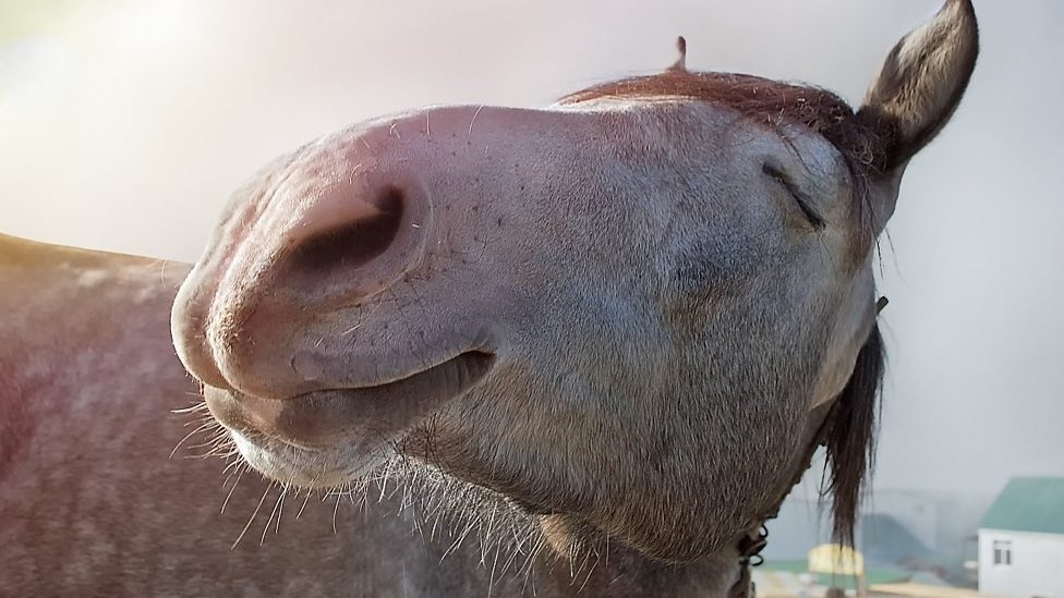 Horses, donkeys and mules What's the difference? CBBC Newsround