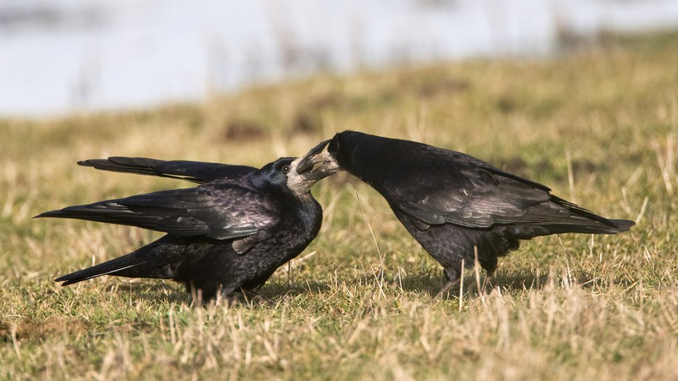 Birds