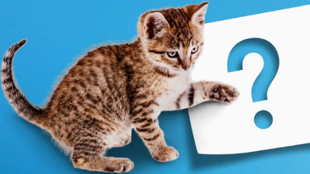 How did tabby cats get their stripes? It's all in their genes! CBBC Newsround