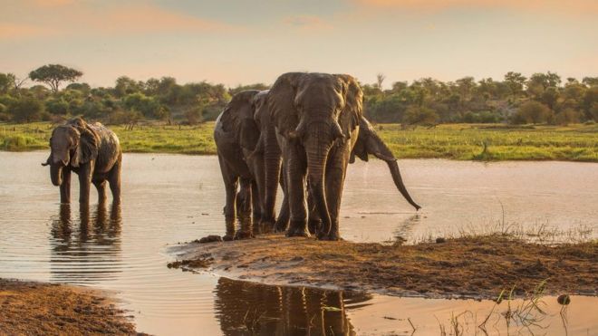 博茨瓦纳三百多头大象离奇死亡的元凶：蓝绿藻- BBC News 中文