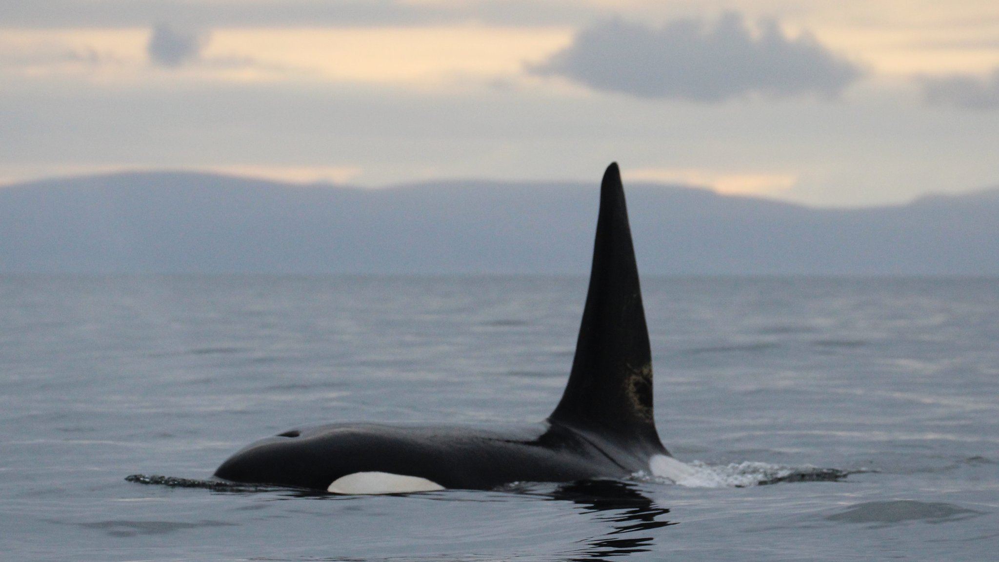 Icelandic orcas in record Moray Firth visit - BBC News