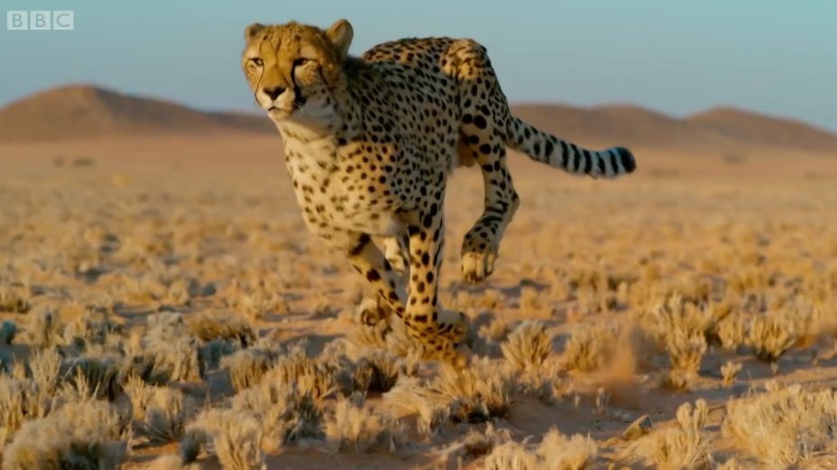 A história por trás da imagem: os guepardos estavam aprendendo com