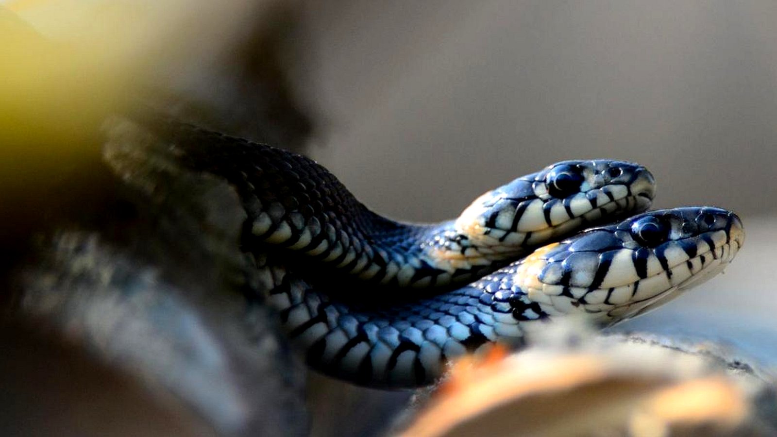 Вся правда о змеином сексе: он не такой, как мы думали - BBC News Русская  служба