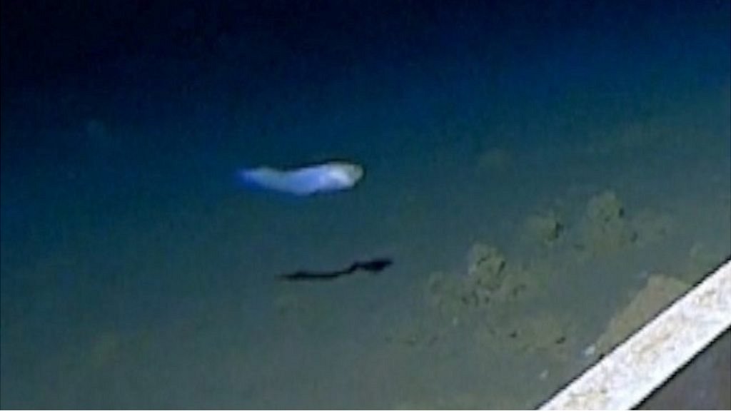 How world's deepest fish was caught on camera