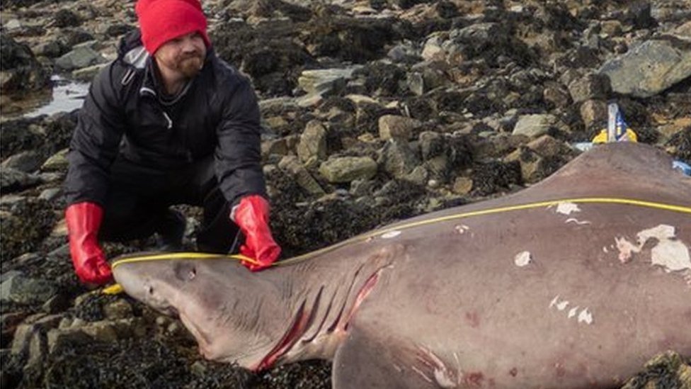 Wexford shark: Swiss tourist finds 14ft sand tiger shark on Irish