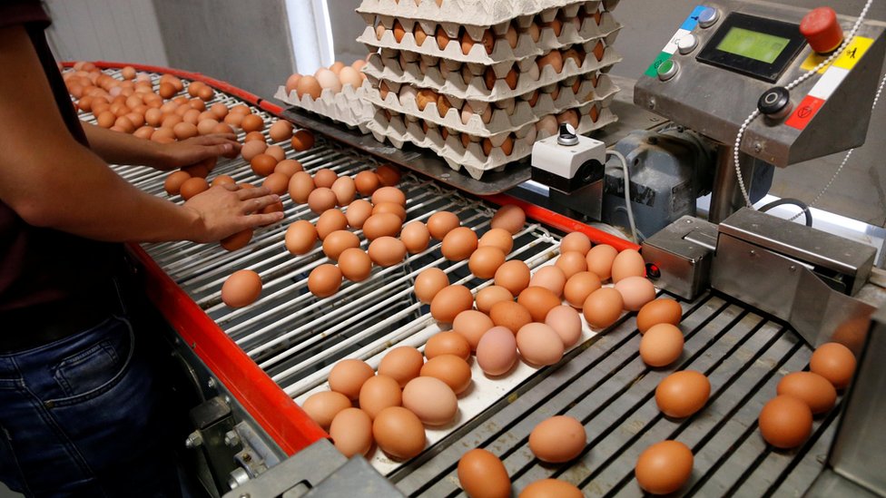 Hasta la fecha, 17 países encontraron niveles elevados de fipronil en huevos importados de Holanda. Egg production line in Wortel near Antwerp, Belgium, on 8 August 2017
