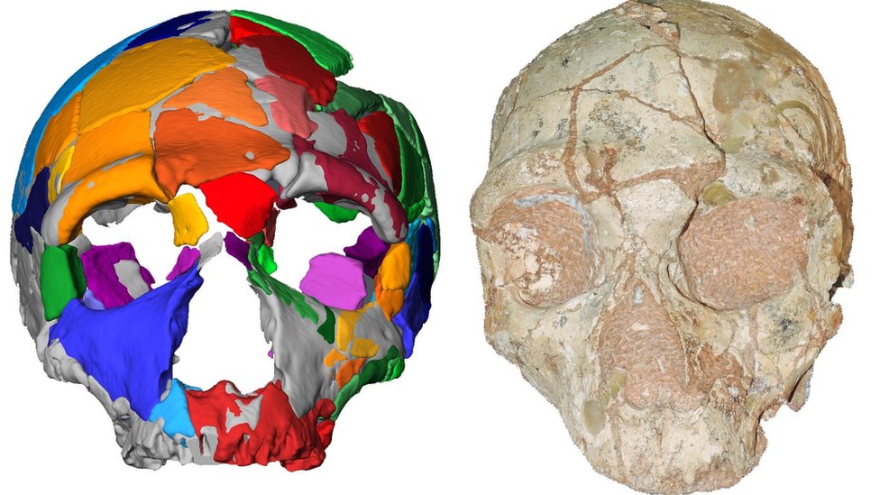 Homo Sapiens: el cráneo que desafía lo que sabemos sobre cuándo los humanos  salieron por primera vez de África - BBC News Mundo