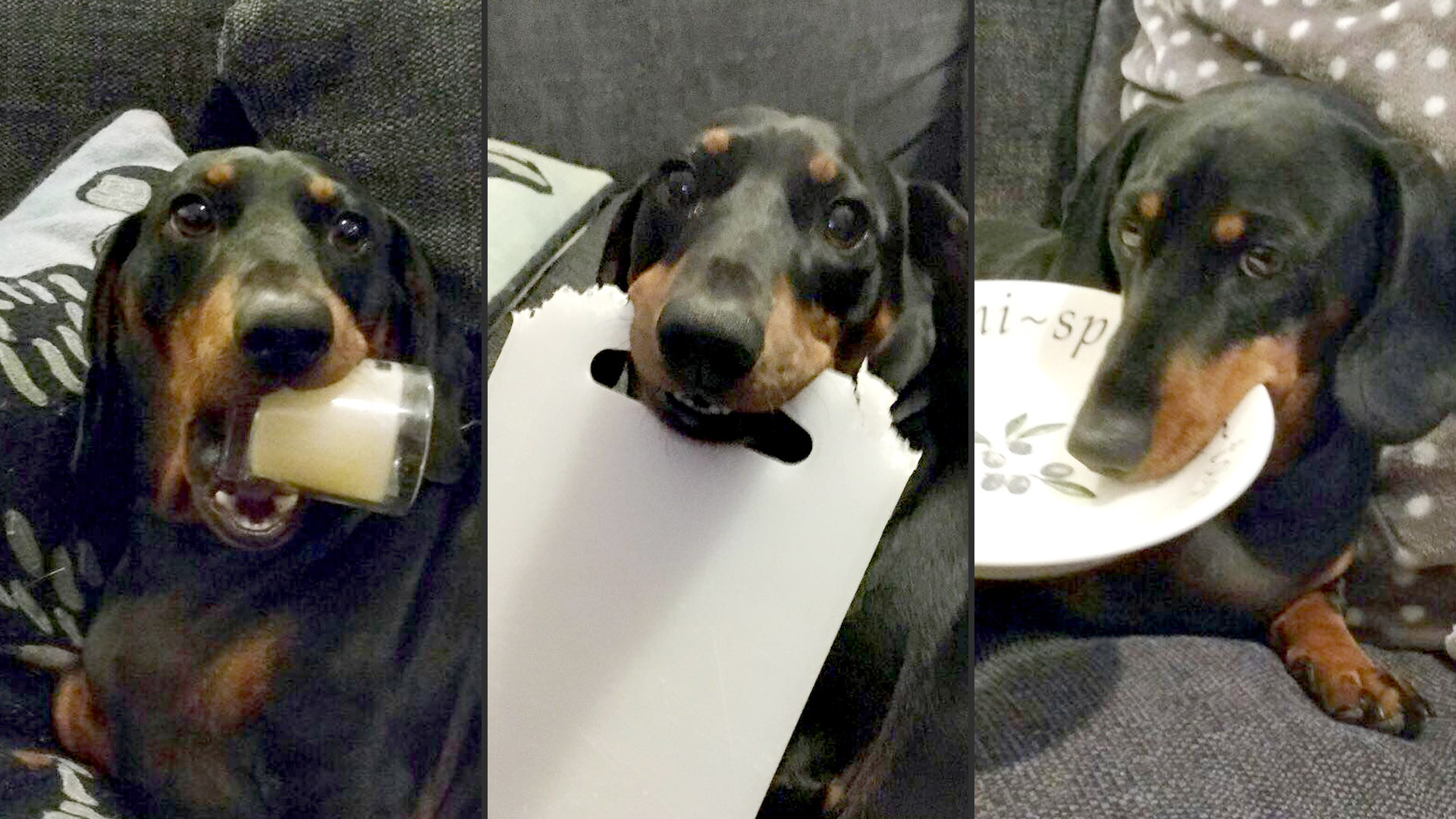 Pesky pooch This dog pinches things from all over the house! CBBC