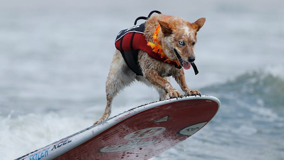 Surf dogs compete at World Championships in US