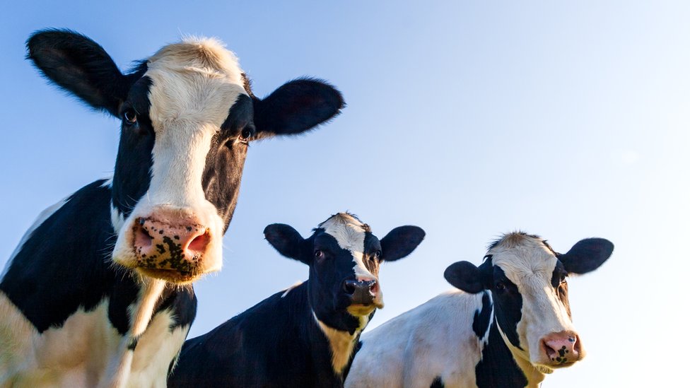 Cows have individual voices, study finds - CBBC Newsround