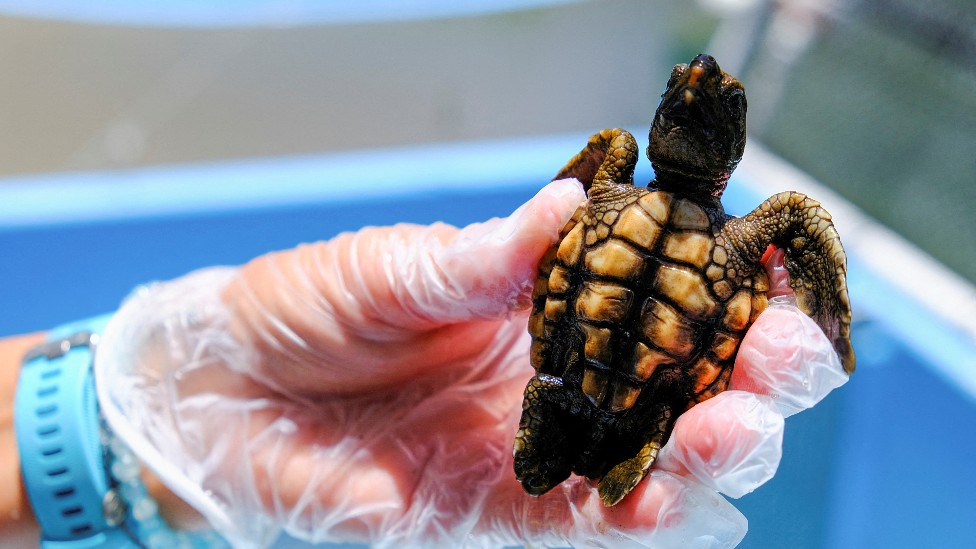 Órgano digestivo mediodía Educación moral Por qué casi todas las tortugas marinas que están naciendo en playas de  Florida son hembras - BBC News Mundo