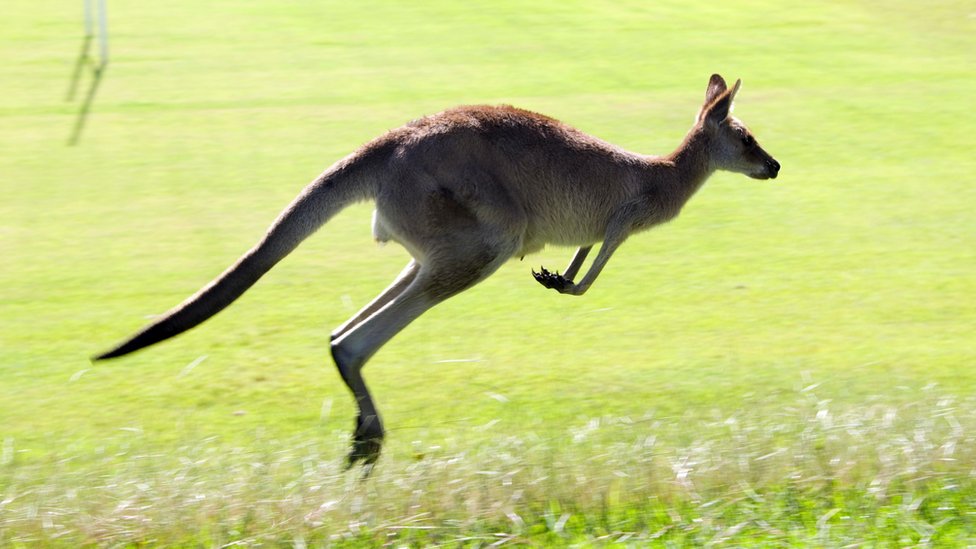 Kangaroos Can Communicate With Humans CBBC Newsround kangaroos-can-communicate-with-humans-cbbc-newsround