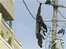 VIDEO: Chimp rescued from power line
