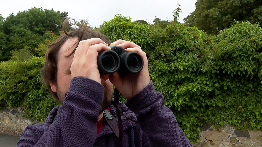 Tiny cameras offer bird's eye view of eel hunt