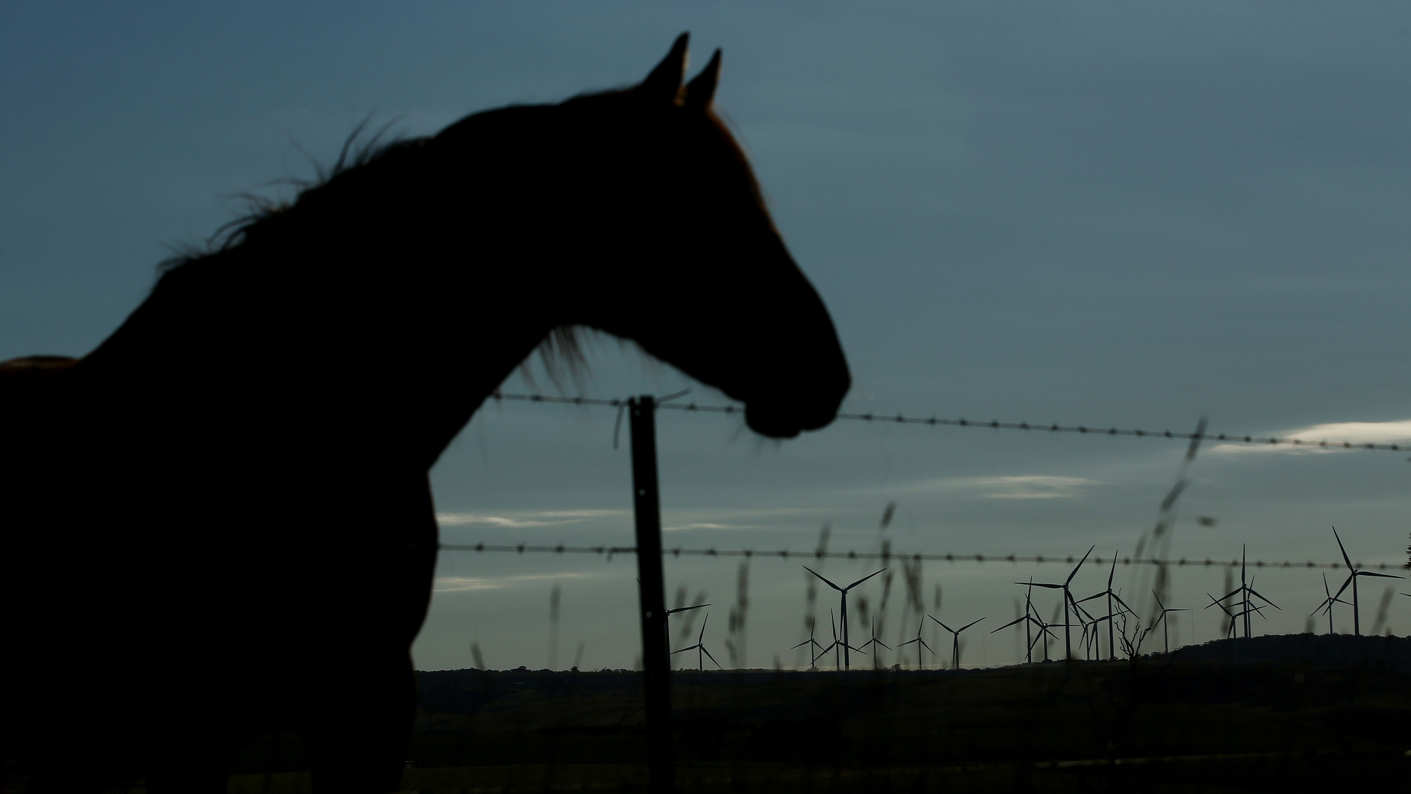 Caballo al lasdo de cerco