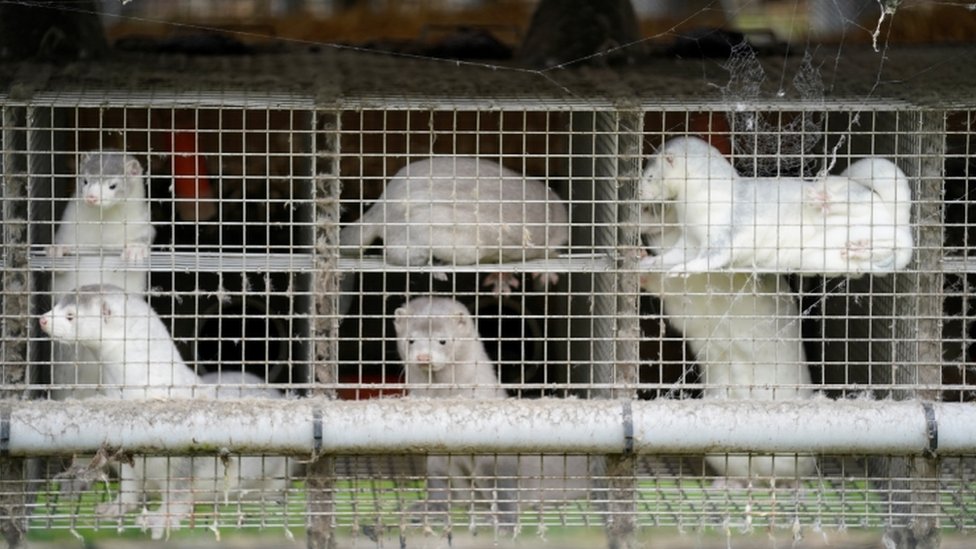 Caged mink on a farm in Gjoel, North Jutland, Denmark, on 9 October 2020