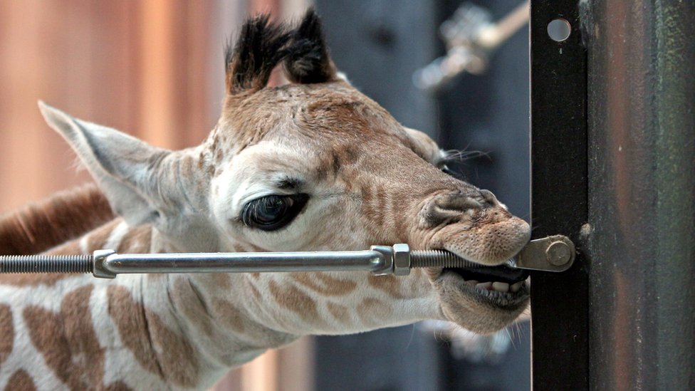 How strong is a giraffe's tongue? - CBBC Newsround