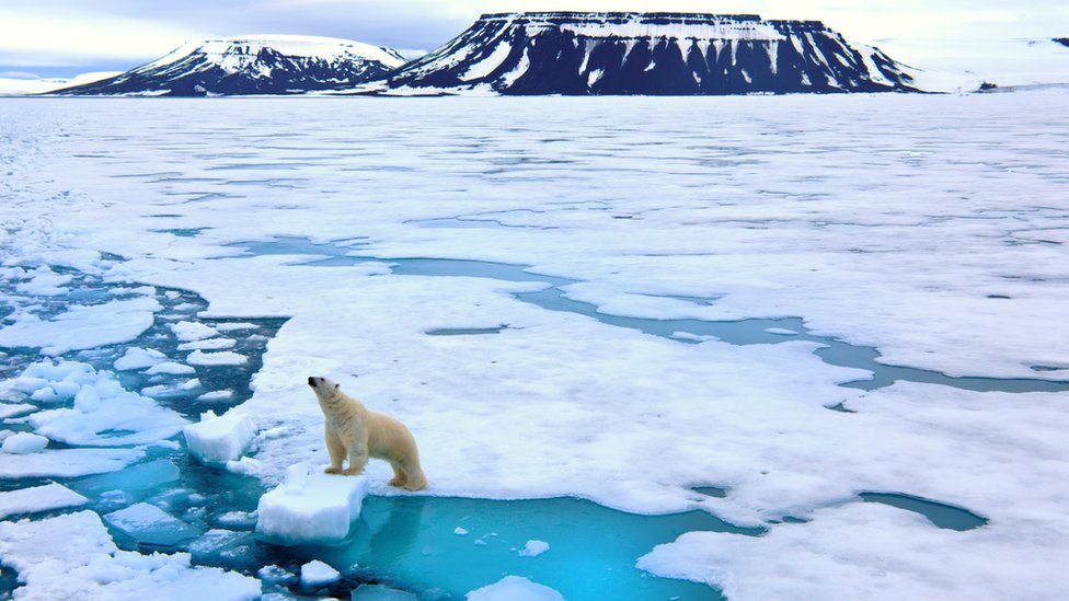 Osos polares, crisis climática y la exploración de petróleo y gas en el  Refugio Nacional de Vida Silvestre del Ártico, Historias