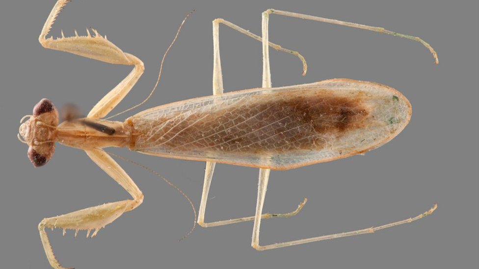 【aviso gold】PRAYING MANTIS 5'6 TINT Lot - ALVIN A. WHITE YELLOW GOLD SCULPTURE OF A PRAYING MANTIS An