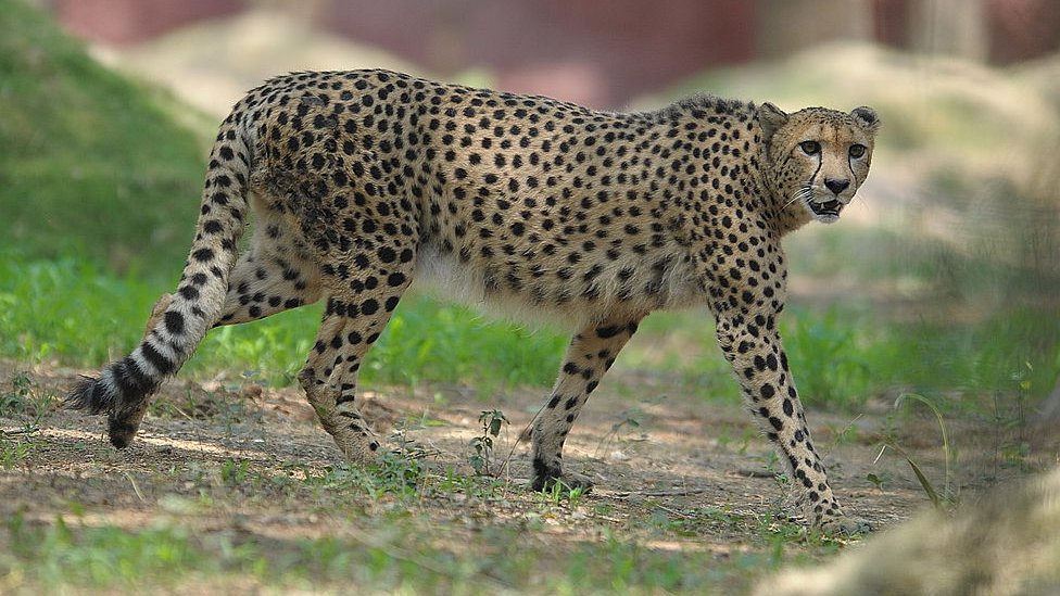 India prepares to welcome 12 African cheetahs