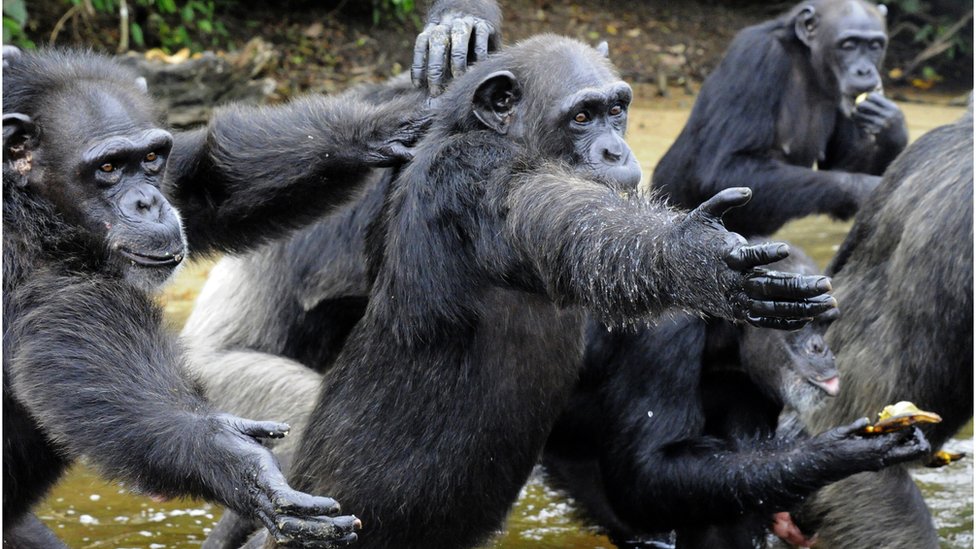 A vida sexual dos bonobos, os macacos 'feministas' - BBC News Brasil