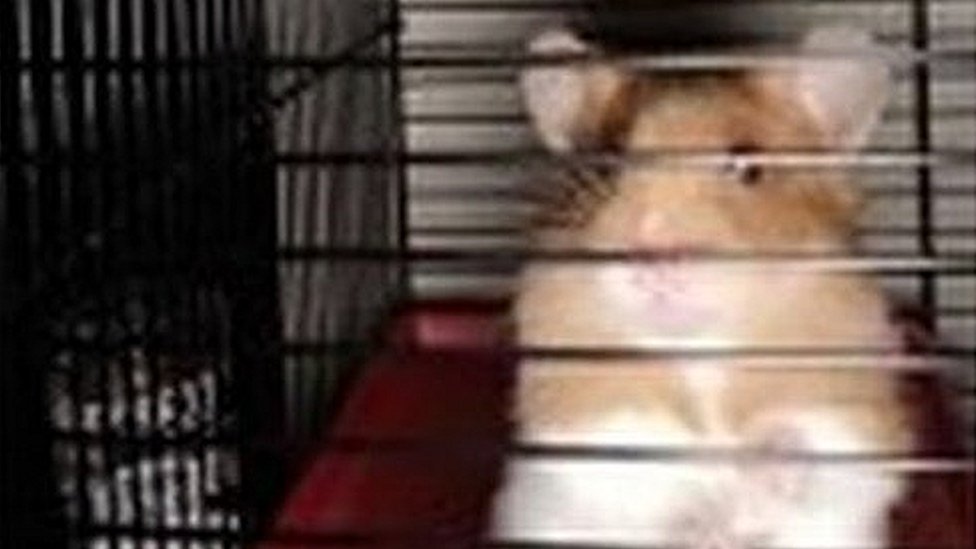 Trapped hamster freed from pipe on tiny ladder in Bridgwater