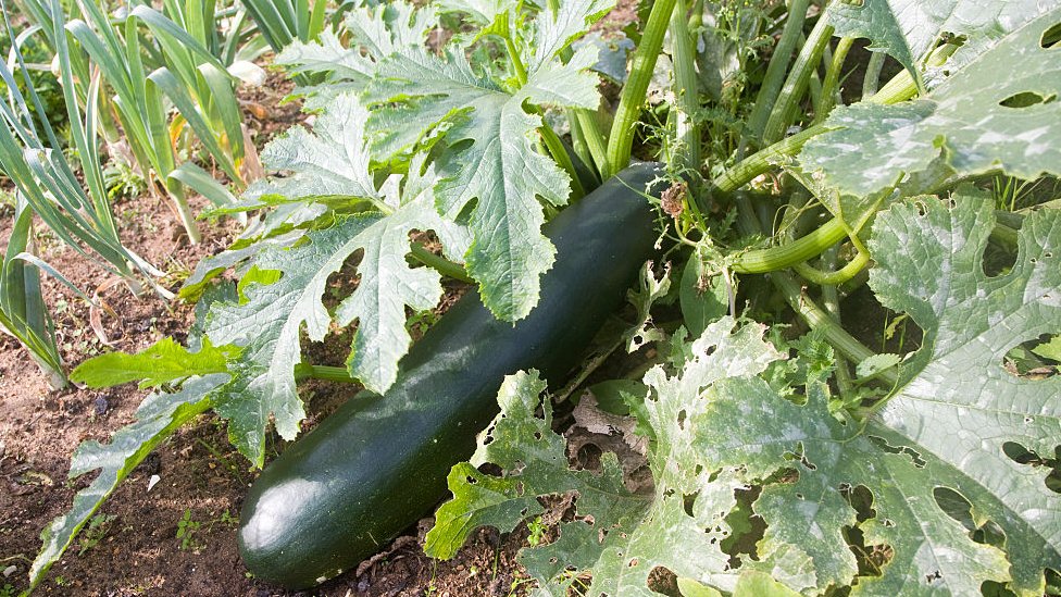 Alina Sleptsovaning pornografik tarjimai holi