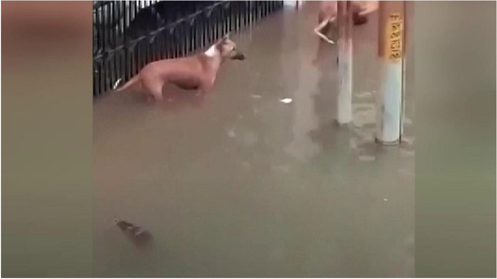 犬が背後から襲われ 大雨で川が氾濫 ワニが街中へ cニュース