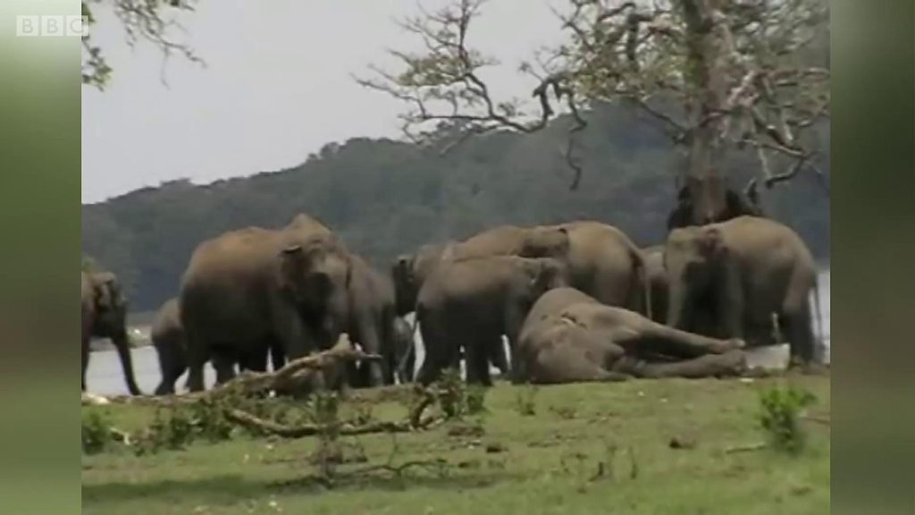 鼻でなでる姿も、仲間の死を悼む野生のゾウ スリランカ - BBCニュース