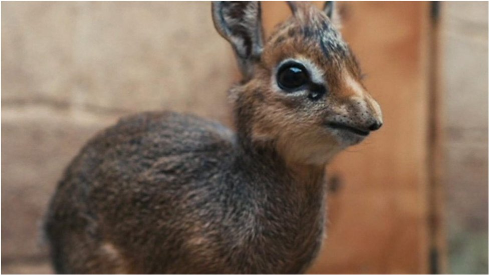 Rare, and super cute, baby antelope born in zoo - CBBC Newsround