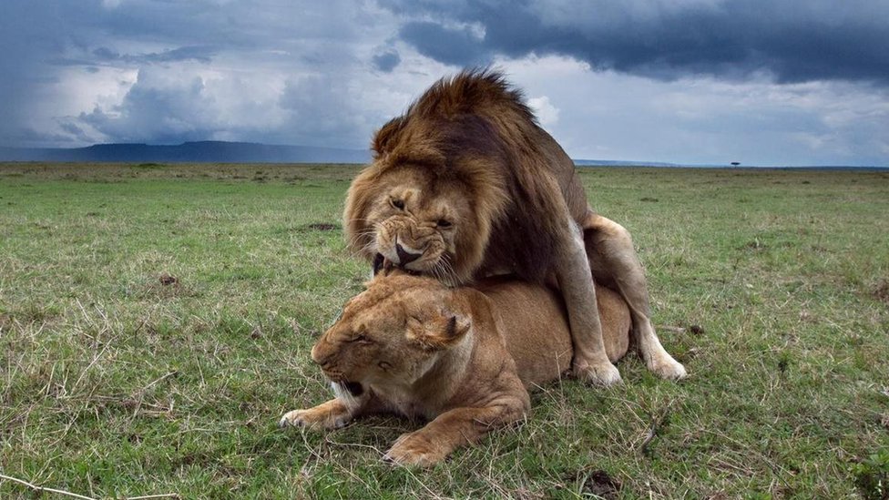 Eri erkagini yaladi film Chiroyli yosh ayollar bilan jinsiy aloqa