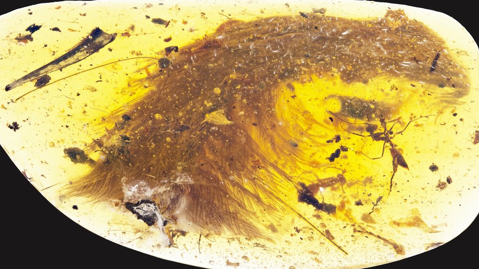 美しい」恐竜のしっぽが琥珀の中に 羽根がはっきり - BBCニュース