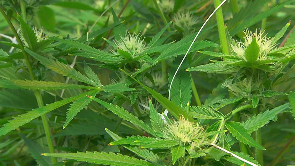 Blockchain could track cannabis sales and other news