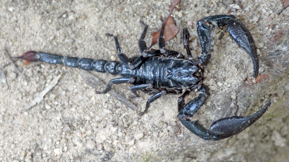 _97669670_scorpion.jpg