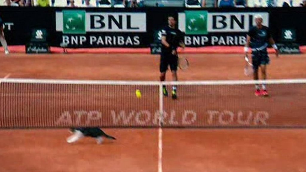 Watch: Cat invades court at Italian Open