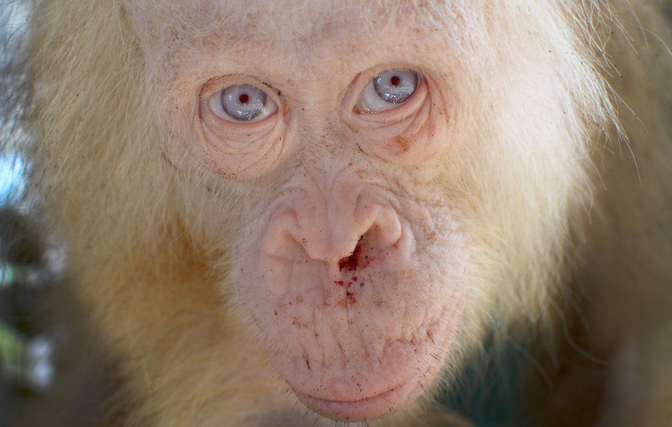 Orang utan
