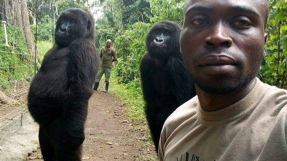 有名なシルバーバック ゴリラ 密猟者に殺される ウガンダ cニュース