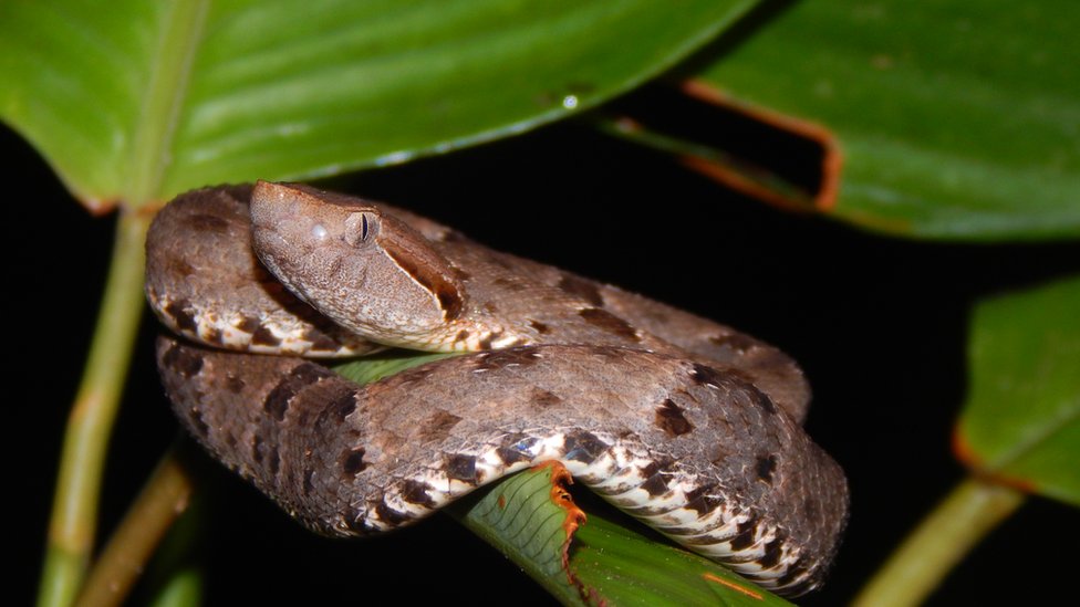 Projeto Serelepe: Cobras de Verdade na Cidade!