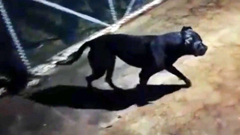 Así son las cruentas peleas ilegales perros descubiertas por la BBC BBC News Mundo