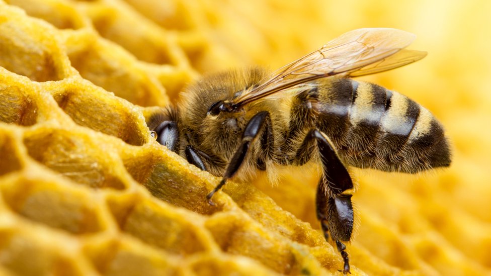 Abeja dejando néctar