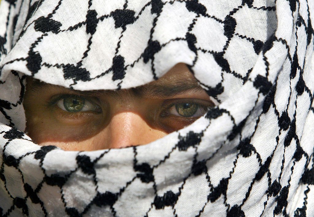 Katta mushuk yaqindan