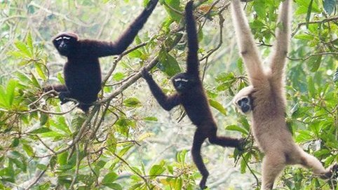 Jum fotosuratlar bilan qoplangan tukli mushuk
