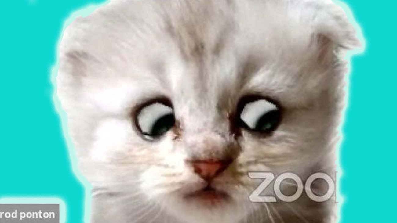 'I'm not a cat' Lawyer uses Zoom filter by mistake CBBC Newsround